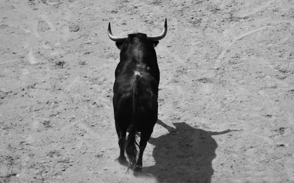 Toro Nero Con Grandi Corna Nell Arena Spagnola — Foto Stock