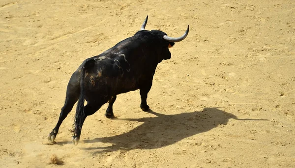 Fekete Bika Nagy Szarvú Spanyol Bullring — Stock Fotó