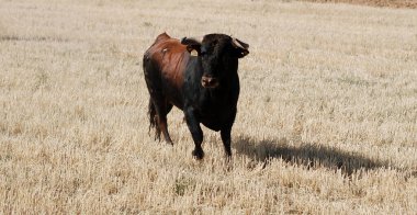 Büyük boynuzları olan siyah boğa spsnish ringinde