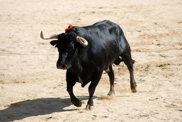 Czarny Byk Dużymi Rogami Spsnish Bullring — Zdjęcie stockowe