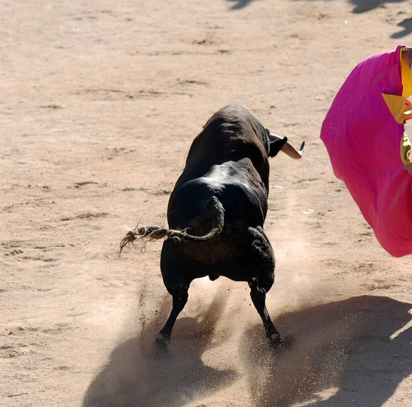 Svart Tjur Med Stora Horn Snäcka Tjurfäktning — Stockfoto