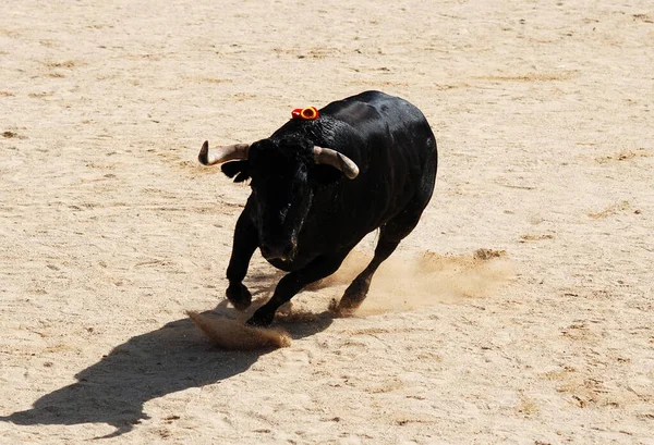 Zwarte Stier Met Grote Hoorns Sprankelende Bullring — Stockfoto
