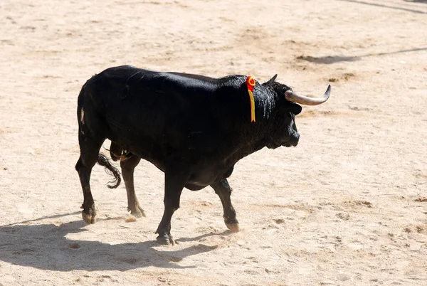 Toro Negro Con Cuernos Grandes Plaza Toros Spsnish —  Fotos de Stock