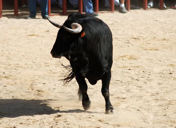Black Bull Big Horns Spsnish Bullring — Stock Photo, Image