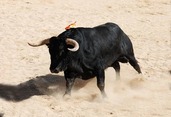 黒い雄牛と大きな角を持つスペイン語の雄牛 — ストック写真