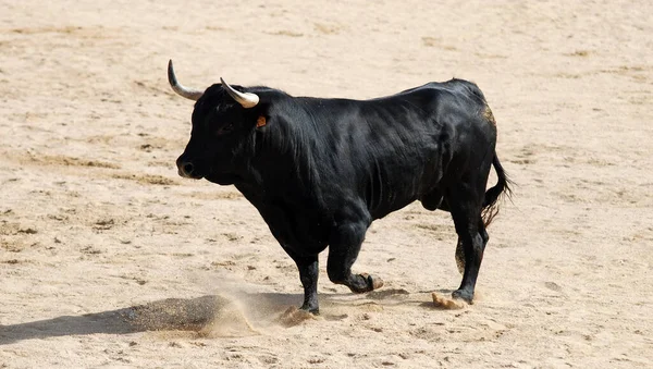 Black Bull Big Horns Spsnish Bullring — Stock Photo, Image