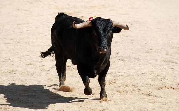 Svart Tjur Med Stora Horn Snäcka Tjurfäktning — Stockfoto