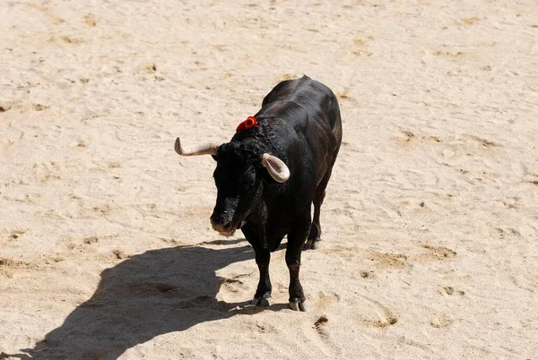 Czarny Byk Dużymi Rogami Spsnish Bullring — Zdjęcie stockowe