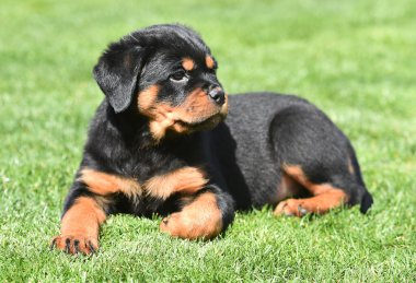 Güzel bir Rottweiler köpeği