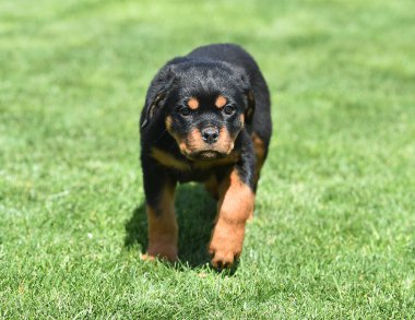 Güzel bir Rottweiler köpeği