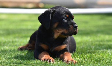 Güzel bir Rottweiler köpeği