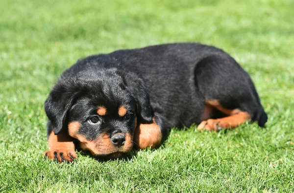 Piękny Pies Rottweiler — Zdjęcie stockowe
