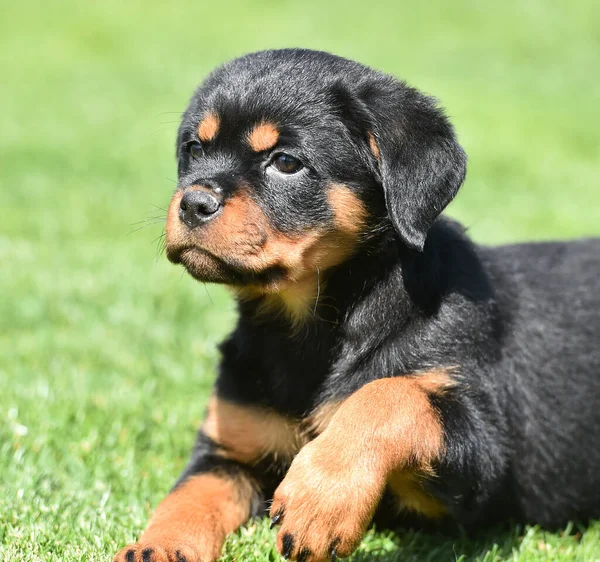 Een Mooie Rottweiler Hond — Stockfoto