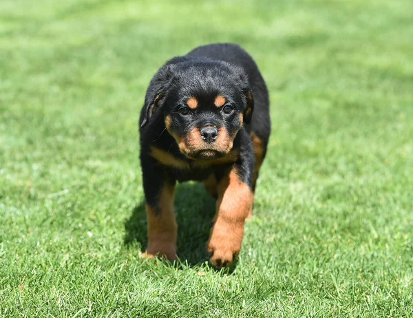 Bellissimo Cane Rottweiler — Foto Stock