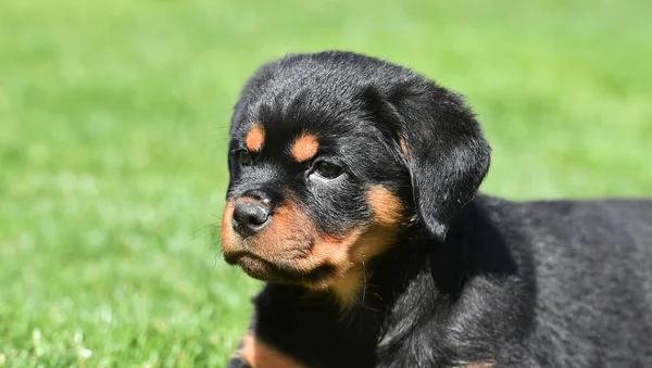 Chiot Rottweiler Chien — Photo