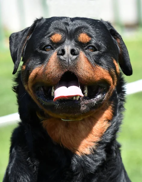 Head Strong Rottweiler Dog — стоковое фото
