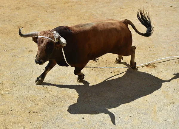 Touro Forte Com Chifres Grandes — Fotografia de Stock