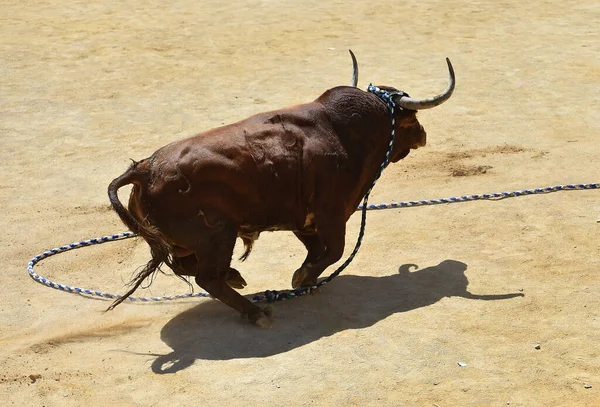 Strong Bull Big Horns — Stock Photo, Image