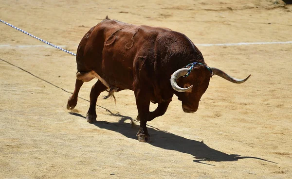 Stark Tjur Med Stora Horn — Stockfoto