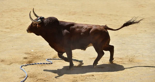 Strong Bull Big Horns Spanish Spectacle — Stock fotografie