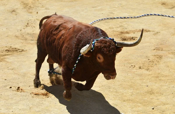 在西班牙奇观中长着大角的强壮公牛 — 图库照片