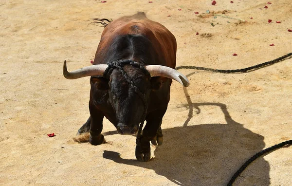 Strong Bull Big Horns Spanish Spectacle — Fotografia de Stock