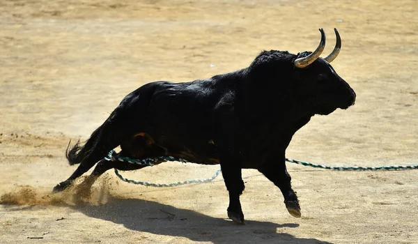 Fighting Bull Spanish Spetacle Bullring — Stock Photo, Image