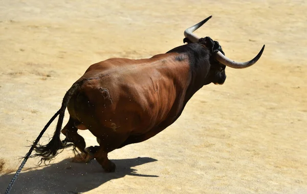 Bojující Býk Španělském Bodláku Býčí Aréně — Stock fotografie