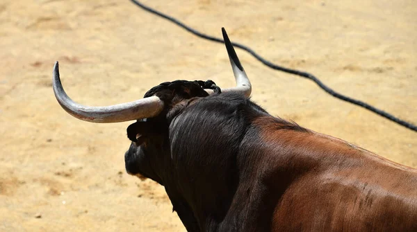 Fighting Bull Spanish Spetacle Bullring — Foto de Stock