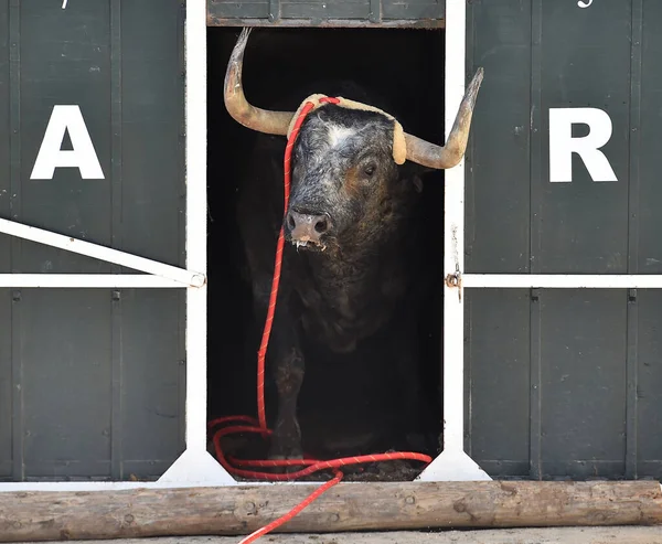 Fighting Bull Spanish Spetacle Bullring — Stock Fotó