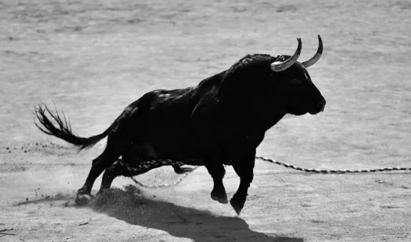 Touro Lutando Espetáculo Espanhol Praça Touros — Fotografia de Stock