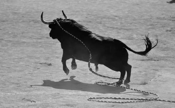 Καταπολέμηση Ταύρος Στο Ισπανικό Spetacle Στην Αρένα Ταυρομαχίας — Φωτογραφία Αρχείου