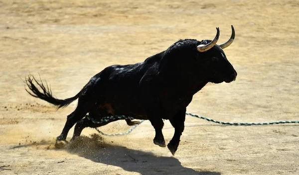 Fighting Bull Spanish Spetacle Bullring — Stock Photo, Image