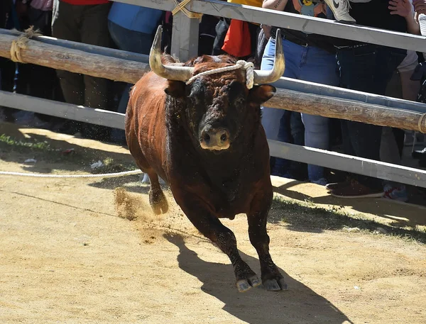 Forte Touro Espanhol Com Grandes Chifres Espetáculo Tradicional Tourada — Fotografia de Stock