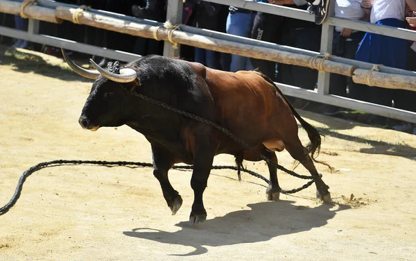 在传统的斗牛场面中长着大喇叭的强壮的西班牙公牛 — 图库照片
