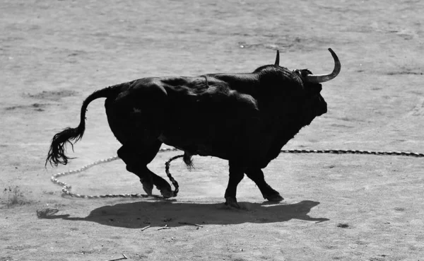 Strong Spanish Bull Big Horns Traditional Spectacle Bullfight — Fotografia de Stock