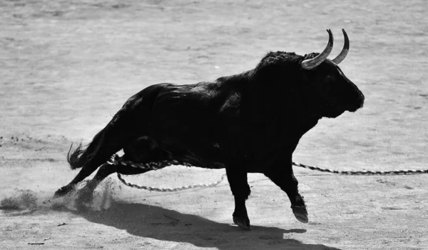 Büyük Boynuzları Olan Güçlü Bir Spanyol Boğası Geleneksel Bir Boğa — Stok fotoğraf