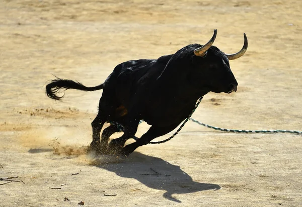 Strong Spanish Bull Big Horns Traditional Spectacle Bullfight — Fotografia de Stock