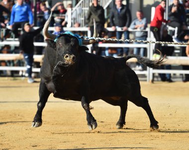 İspanyol güçlü boğası geleneksel boğa güreşi gösterisinde