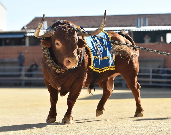 Grande Touro Espetáculo Tradicional Tourada Espanha — Fotografia de Stock