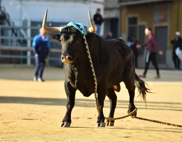 Velký Býk Tradiční Podívané Býčí Zápasy Španělsku — Stock fotografie