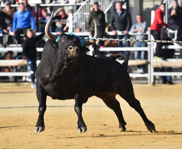 传统奇观中的大牛或西班牙的斗牛 — 图库照片