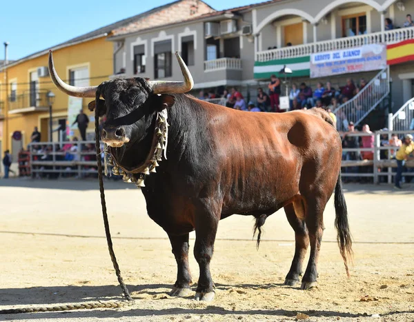 Toro Fuerte Español Espectáculo Tradicional Corridas Toros — Foto de Stock