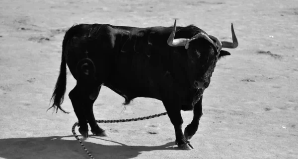 Touro Espetáculo Tradicional Tourada Espanha — Fotografia de Stock