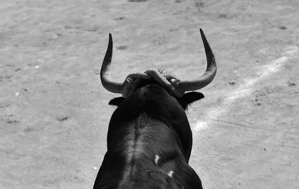 Toro Nello Spettacolo Tradizionale Della Corrida Spagna — Foto Stock