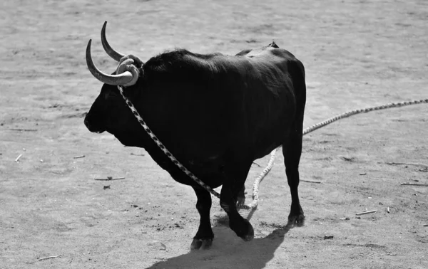 Toro Nello Spettacolo Tradizionale Della Corrida Spagna — Foto Stock
