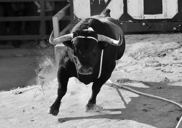 Toro Nello Spettacolo Tradizionale Della Corrida Spagna — Foto Stock