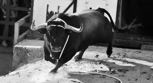 Großer Stier Mit Großen Hörnern Einem Traditionellen Spektakel Des Stierkampfes — Stockfoto