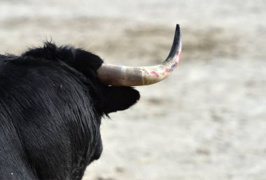 İspanya boğa güreşi gösterisinde boynuzları büyük İspanyol cesur boğası