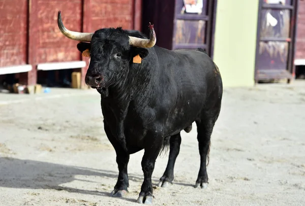 Spanyol Bátor Bika Nagy Szarvú Spanyol Látványosság Bikaviadal — Stock Fotó